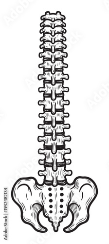 Human spine and pelvis skeletal structure presented as a stylized anatomical drawing for medical education, chiropractic promotions, or wellness publications