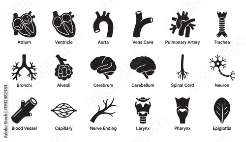 Comprehensive collection of human anatomy icons depicting internal body organs and systems, perfect for medical education, scientific diagrams, and healthcare infographics.