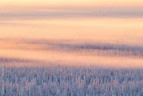 Fotografi Golden fog during sunrise above wintery landscape with snow covered forest in No