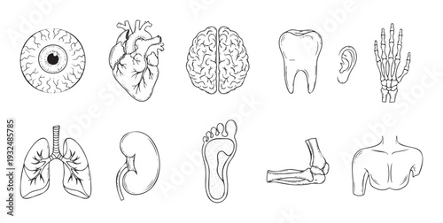 A comprehensive collection of human internal organs and skeletal body parts for educational resources, scientific studies, healthcare information, and biological research.