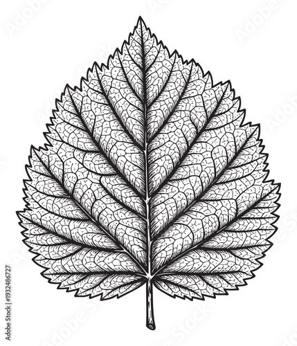 Highly detailed black and white line drawing of a natural plant leaf featuring strong central venation and characteristic serrated edges, excellent for botanical textbooks or environmental
