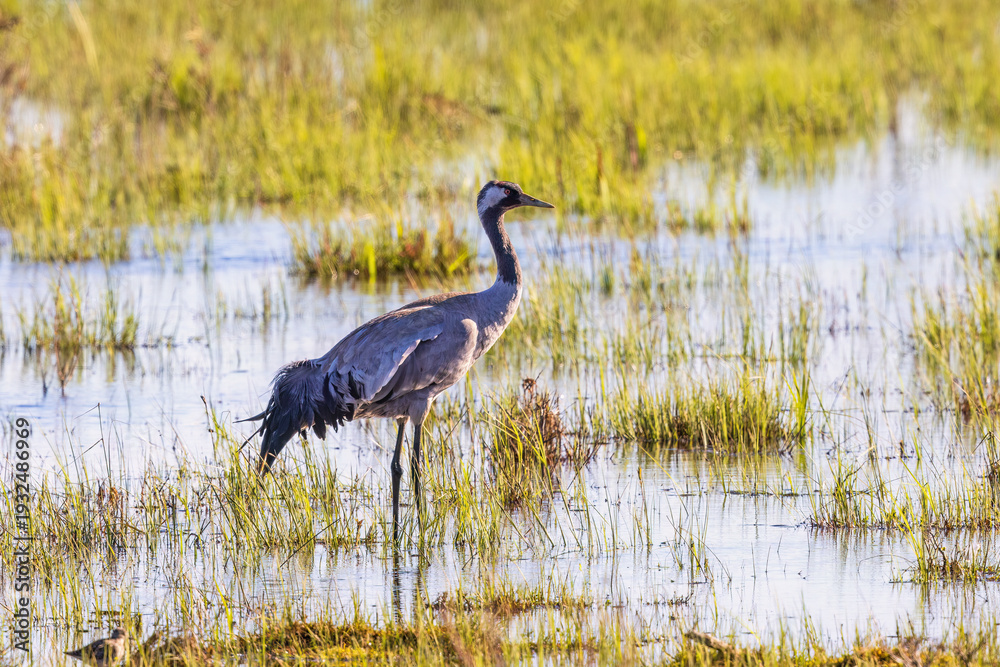 Fototapeta premium Crane standing in a wetland i the spring