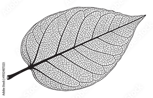 Detailed black and white skeletal leaf structure perfect for botanical studies nature education biology textbooks and science themed graphic assets or decorative prints