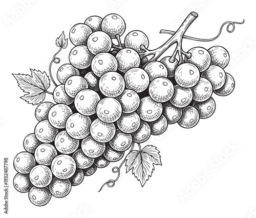 Freshly picked organic grapes with lush green leaves and twisting tendrils, perfect for showcasing natural fruit products, healthy eating promotions, or vineyard themed materials.