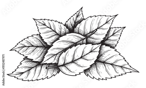 Black and white hand drawn leaves perfect for depicting fresh herbs or natural ingredients in culinary branding and organic product packaging designs.