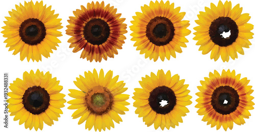 Set of 8 Vibrant Yellow Sunflower Heads with Dark Brown Centers isolated PNG with Transparent Background