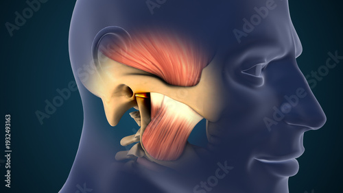 Obraz na plátně Medical Illustration of Temporomandibular Joint Disorder
