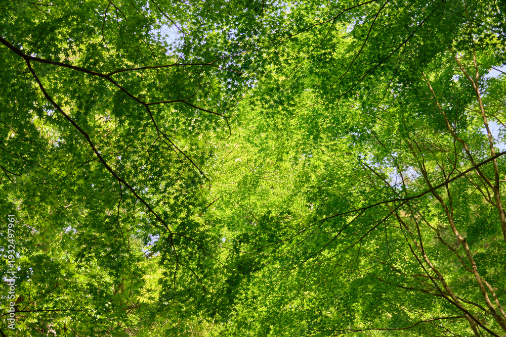 Fototapeta premium 【くらがり渓谷】春の空を覆う新緑のもみじ