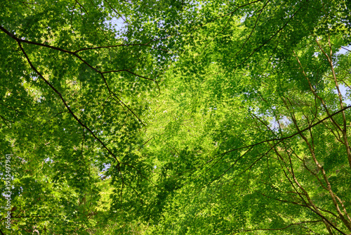 【くらがり渓谷】春の空を覆う新緑のもみじ
