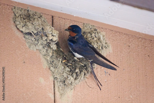 巣を壊され困惑するツバメ