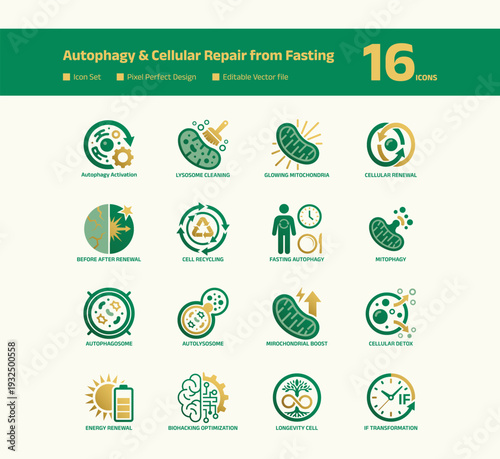 Autophagy and cellular repair icon set with fasting and biological symbols