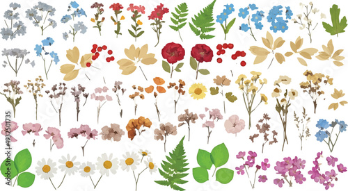 Pressed Dried Flowers and Leaves Botanical Set isolated PNG with Transparent Background