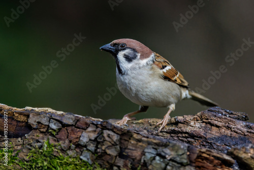 Feldsperling (Passer montanus)