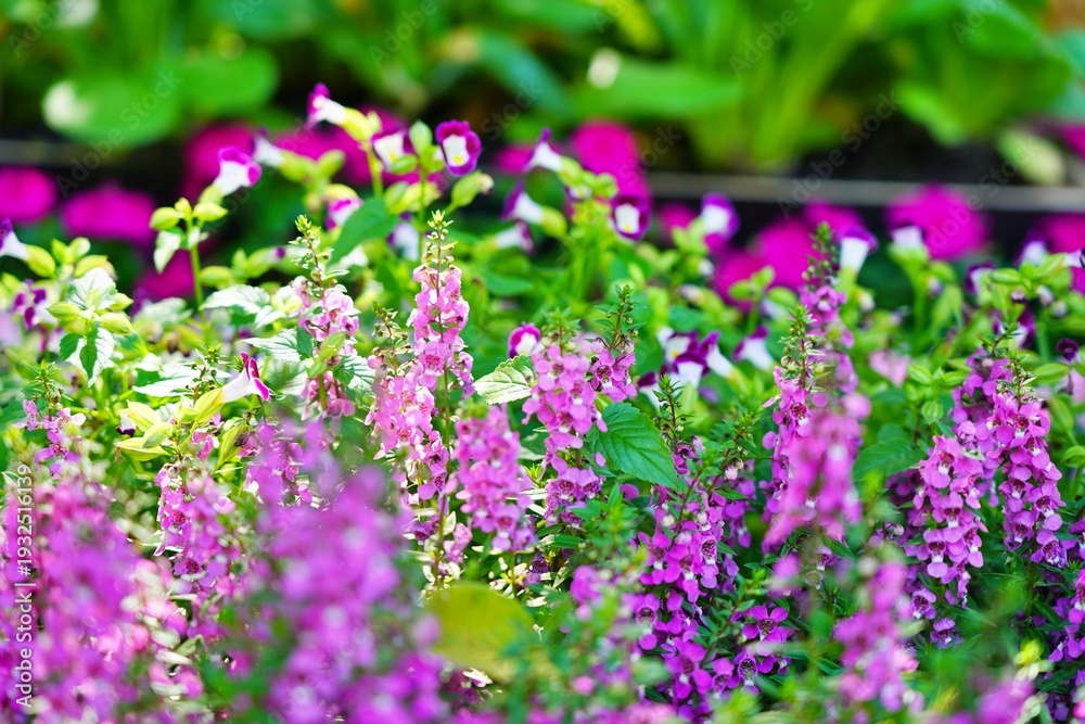 Obraz premium Purple flower bouquet blooming in a summer garden