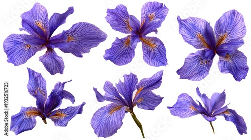 Close up view of purple flowers isolated on a white background