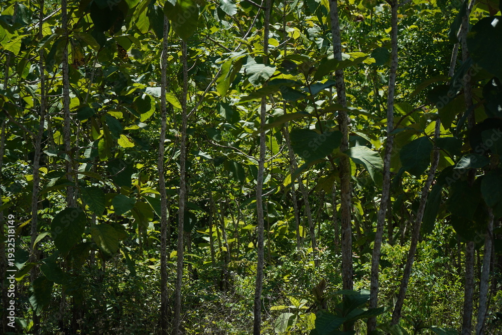 Fototapeta premium Lush Green Teak Trees & Sunny Day