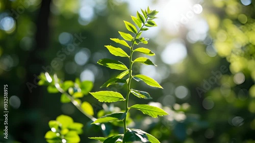 Sunlit Green Leaf with Blurred Background in Natural Environment