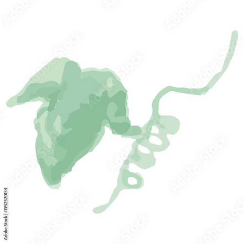 幼稚園・保育園向け 7月のやさしい水彩挿絵イラストシリーズ｜あさがおの葉とつる Morning Glory Leaves and Vine Watercolor