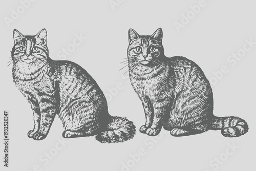 Vintage realistic cat vector illustration. Vintage engraving style isolated cat set. Cat sketch eps file for creative design. Eps 10