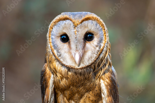 Barn Owl (Tyto alba) Close-Up Portrait with Heart-Shaped Face and Dark Eyes