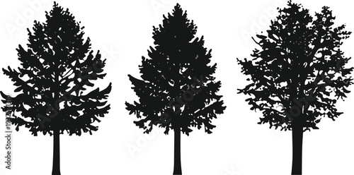 Silhouettes of evergreen coniferous trees with needle foliage, forest nature concept, botanical study, woodland landscape illustration design
