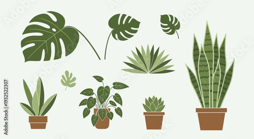 Collection of various potted houseplants and leaves.
