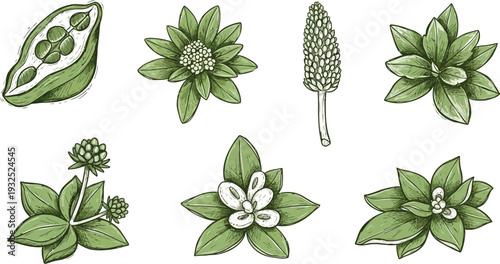 Vintage green botanical illustration set featuring various flower and seed pod elements