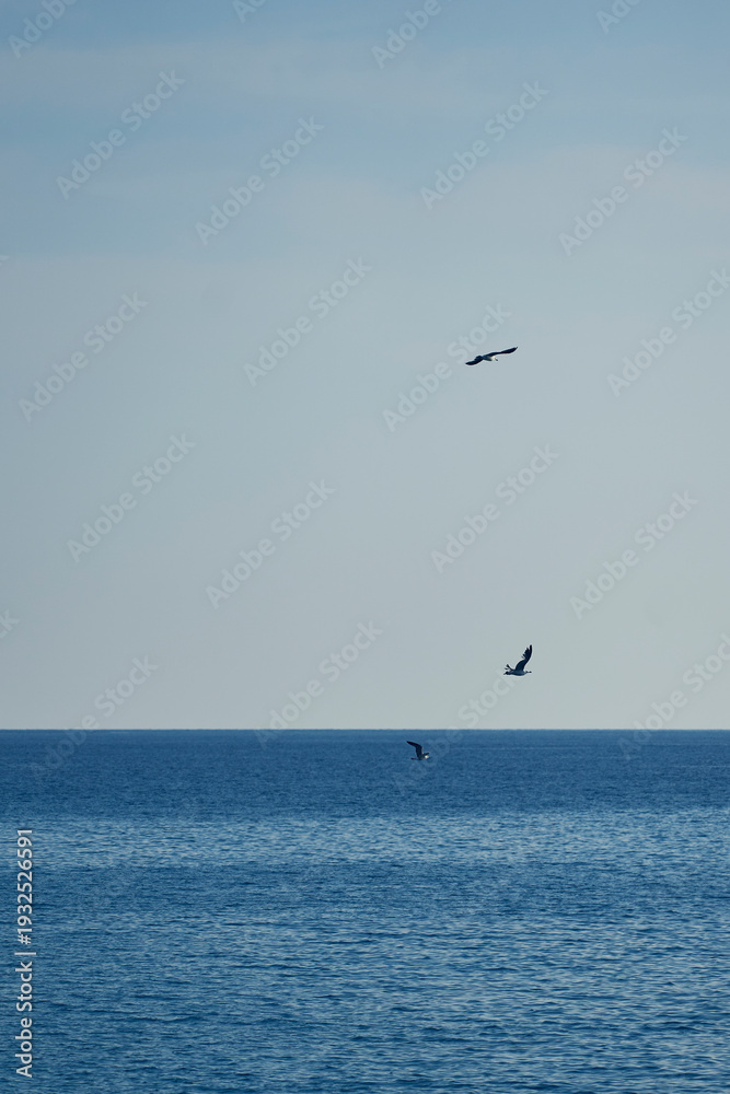 Fototapeta premium Three seagulls flying over vast blue ocean