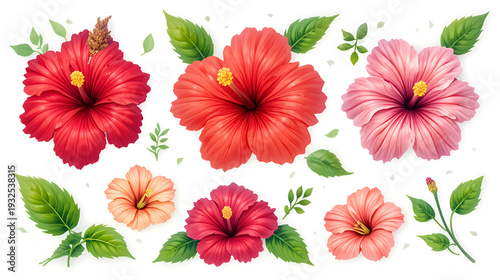 Herbal hibiscus tea template collection. Vector illustration cartoon flat icon set isolated on white background.