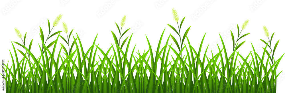 Fototapeta premium Green grass border isolated on transparent background.