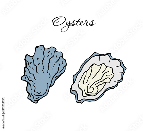 fresh oysters Hand drawn color illustration, open and closed. Doodle sketch style icon. for seafood delicacy menus, restaurant branding, food packaging and culinary themed designs.