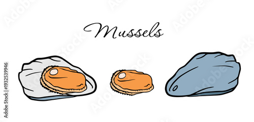 mussels Hand drawn vector illustration. Isolated fresh seafood drawing: opened, closed, and peeled. Sketch doodle for restaurant menu, market, or culinary design.