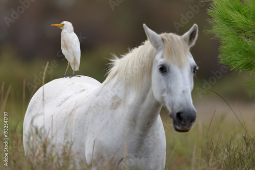 Camargue horse with a cattle egret on the back in the Camargue, France.