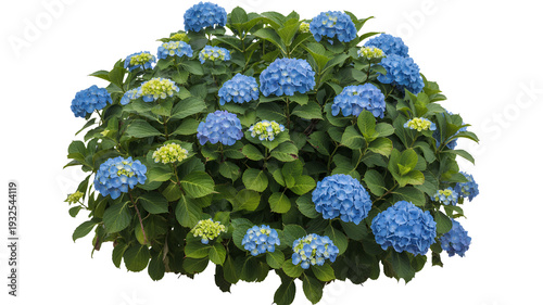 Blue hydrangea flowers with green leaves isolated on a transparent background