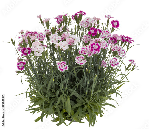 Dianthus flowers in various shades of pink isolated on a transparent background