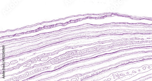 Abstract purple layered lines with stippled detail, creating a textured background reminiscent of geological strata or ancient patterns.