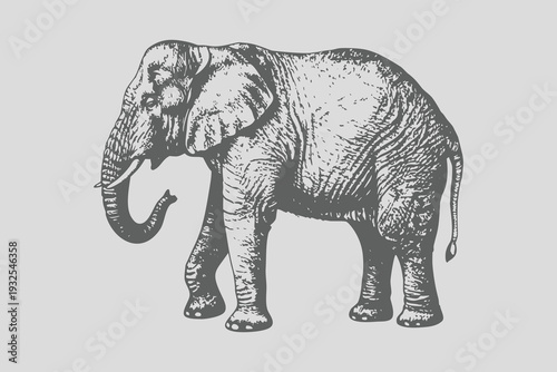Vintage realistic Big African elephant sketch collection. engraving style isolated elephant vector illustration. Animals of Africa and Asia. Natural objects. Old engravings.