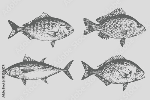 Vintage realistic Fish sketch collection. Hand drawn fish vector illustration for creative design eps file. Food menu illustration. Hand drawn fish set. Engraved style. Sea and river fish