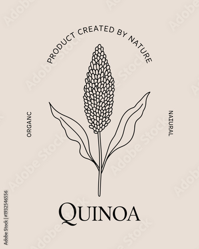 Quinoa Botanical Illustration – Organic Superfood Plant Vintage Natural Label Design