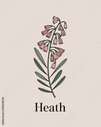 Heath Flower Botanical Illustration – Delicate Wildflower Line Art Design