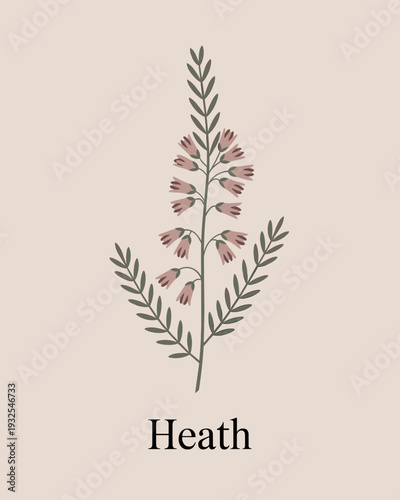 Heath Flower Botanical Illustration – Delicate Wildflower Line Art Design
