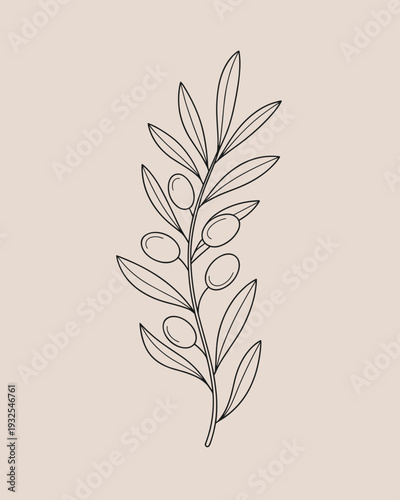 Olive Branch Botanical Line Art – Minimalist Mediterranean Leaf Illustration