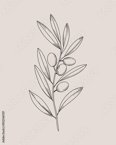 Olive Branch Botanical Line Art – Minimalist Mediterranean Leaf Illustration