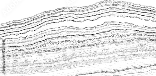 Detailed scientific illustration of geological strata, rock layers, and fossil evidence