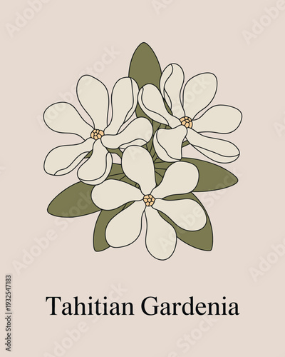 Tahitian Gardenia Floral Illustration – Tropical White Flower Botanical Artwork