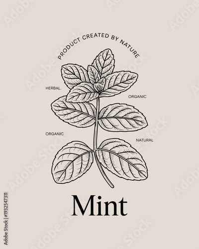 Organic Mint Herbal Logo – Botanical Leaf Illustration Natural Product Badge Design
