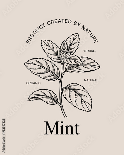 Organic Mint Herbal Logo – Botanical Leaf Illustration Natural Product Badge Design