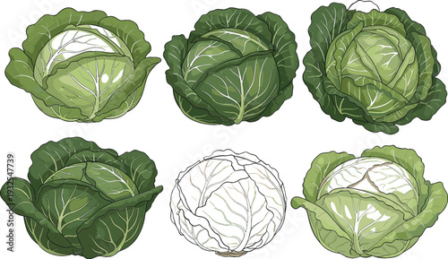 Fresh green cabbage vegetable cartoon and hand drawn vector set with different varieties and leafy textures for cooking, grocery, farm, and nutrition designs
