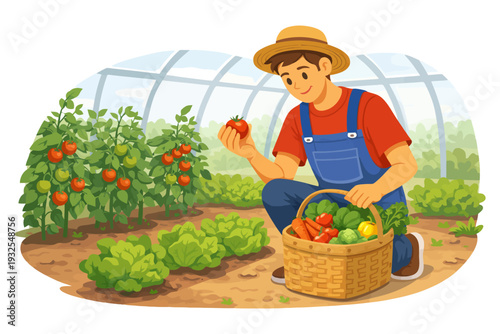 Young caucasian male harvesting tomatoes in greenhouse garden.