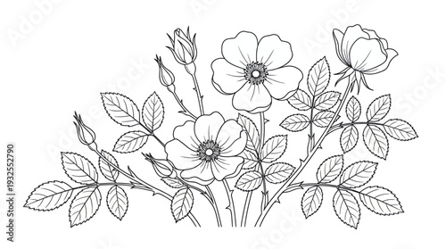 Monochrome line drawing of a bouquet of flowers with leaves, botanical illustration, hand-drawn sketch for coloring books and graphic design.